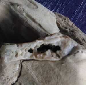 Petrified wood/ rocks